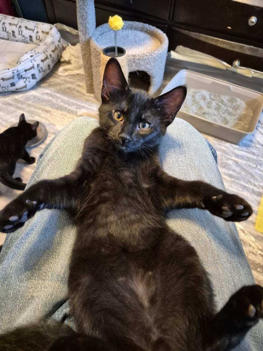 Enlarge Loki, a ADOPTABLE Domestic Short Hair in Joliet, IL image 3/3