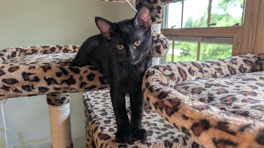 Enlarge Loki, a ADOPTABLE Domestic Short Hair in Joliet, IL image 1/3