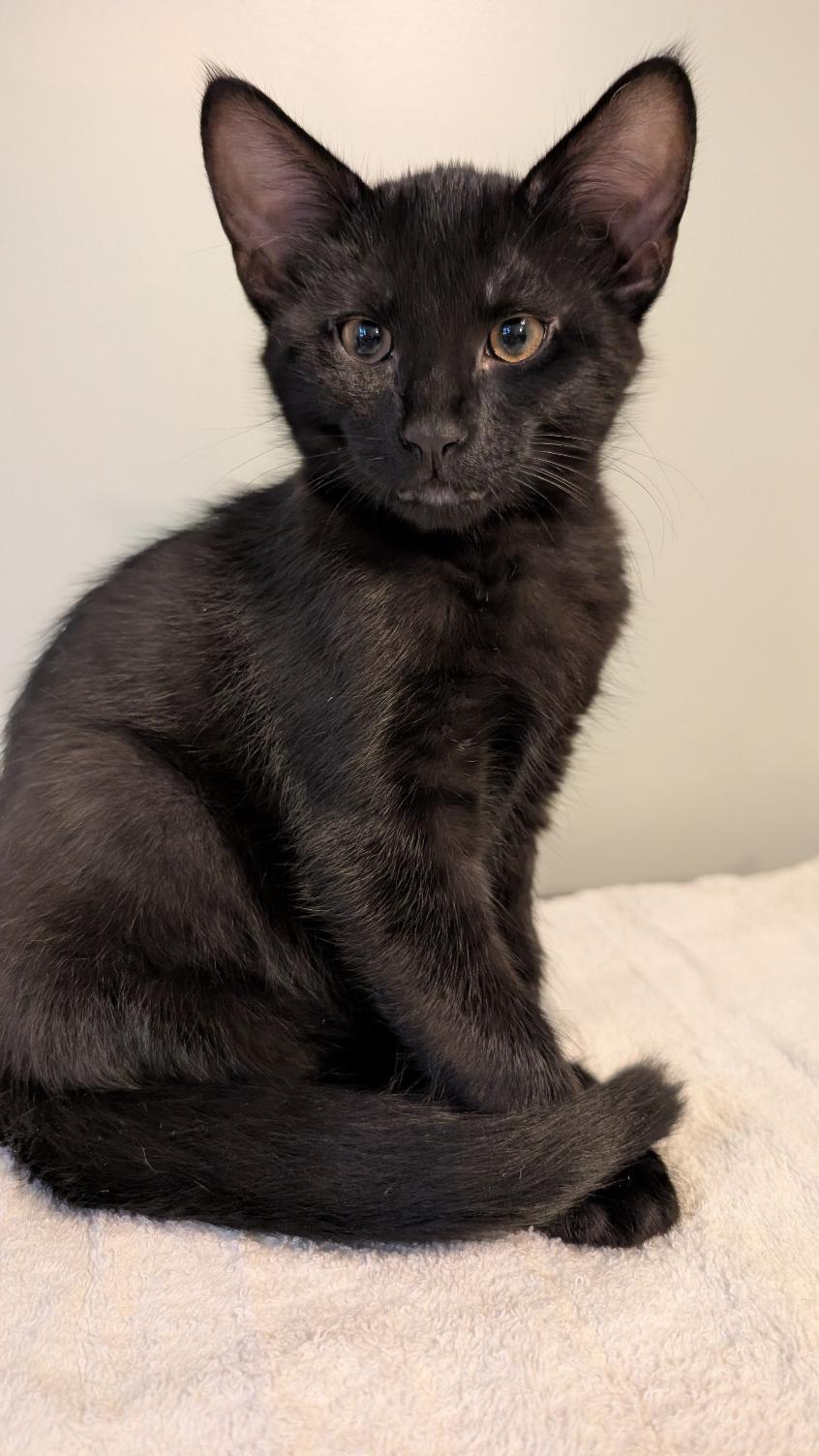 Enlarge Loki, a ADOPTABLE Domestic Short Hair in Joliet, IL image 2/3