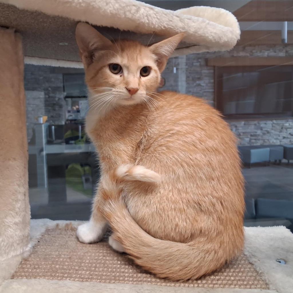 Tumeric, Adoptable, Kitten Male Domestic Short Hair.