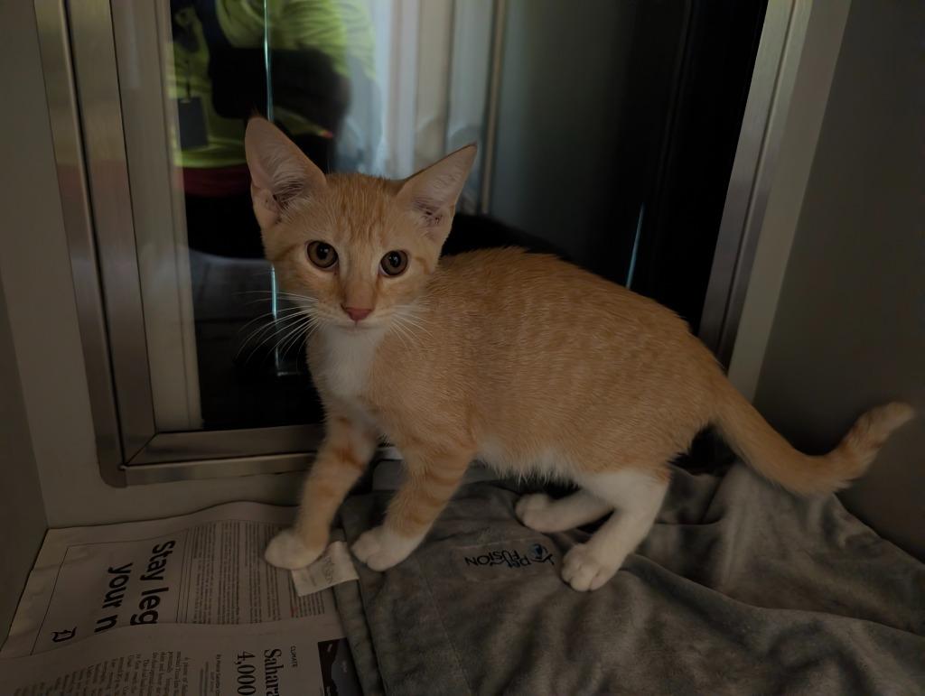 Enlarge Tumeric, a Adopted mixed breed in Rowlett, TX image 2/4