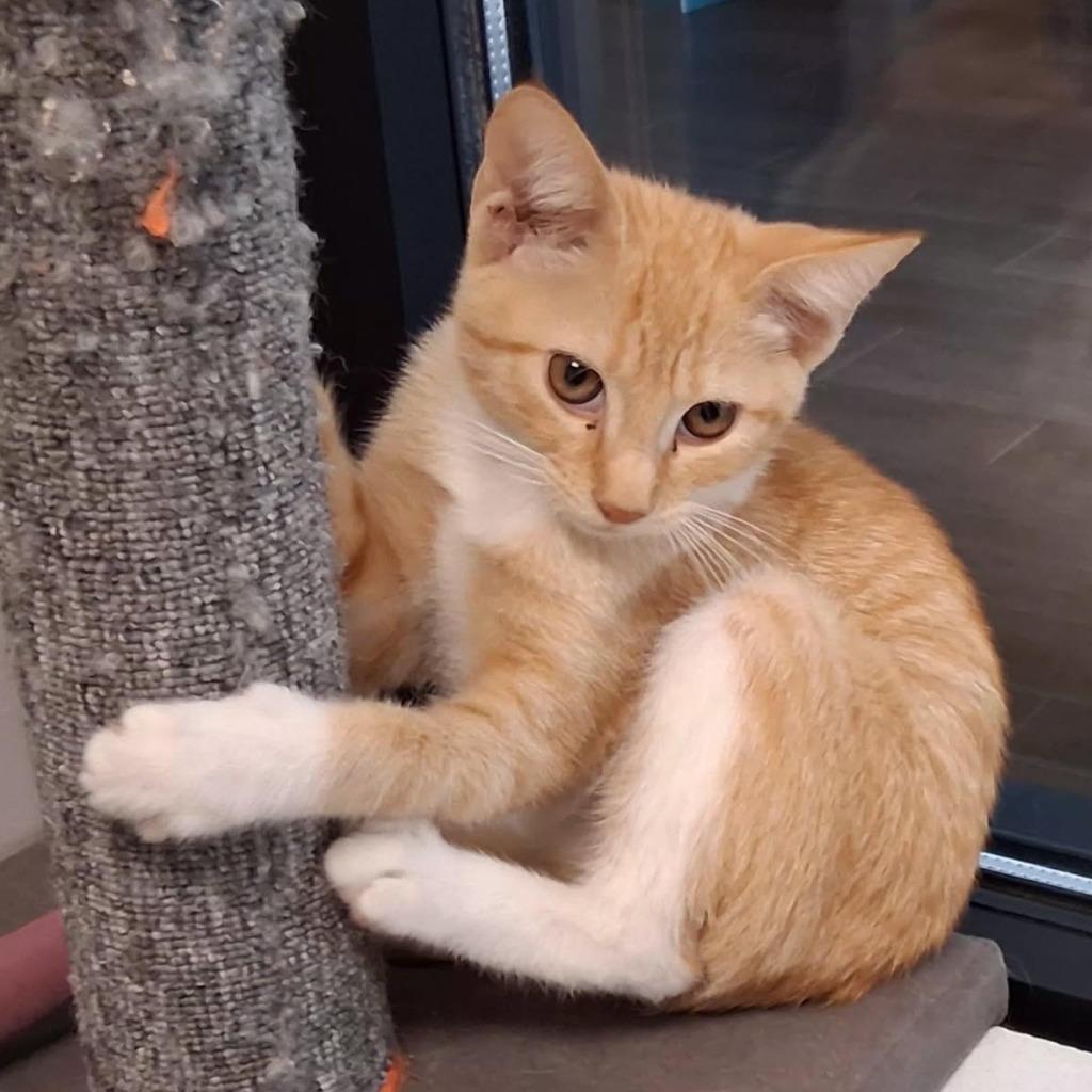 Enlarge Tumeric, a Adopted mixed breed in Rowlett, TX image 3/4