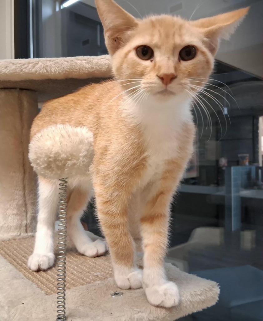 Enlarge Tumeric, a Adopted mixed breed in Rowlett, TX image 4/4