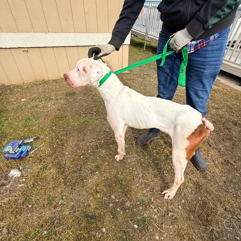 Rock, Adoptable, Senior Male Mixed Breed.