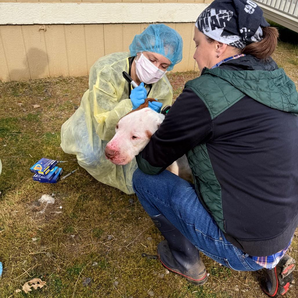 Rock, a Adoptable Mixed Breed in Fort Bragg, CA image 3/6