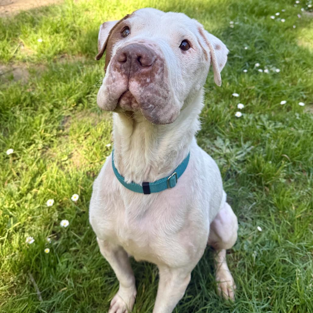 Rock, a Adoptable Mixed Breed in Fort Bragg, CA image 4/6