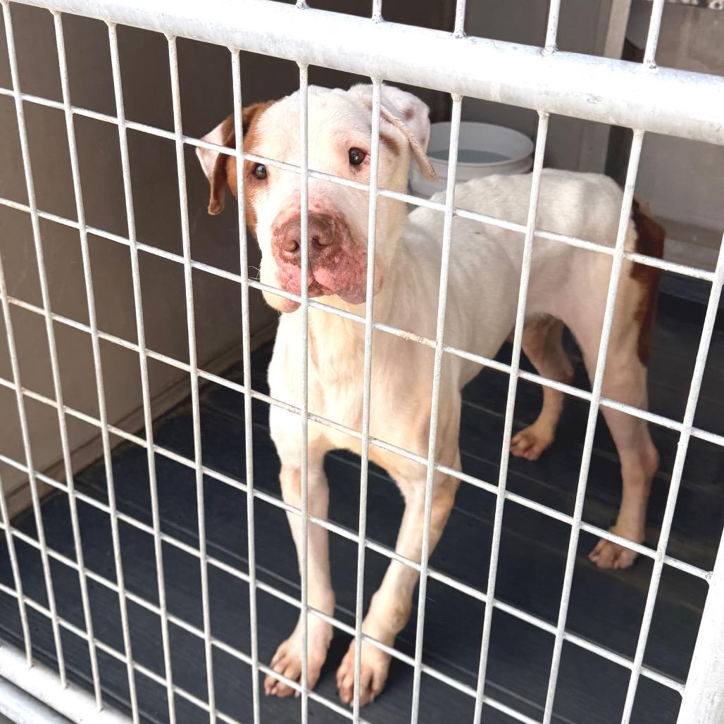 Rock, a Adoptable Mixed Breed in Fort Bragg, CA image 5/6