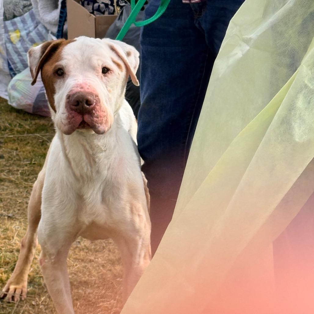 Rock, a Adoptable Mixed Breed in Fort Bragg, CA image 6/6