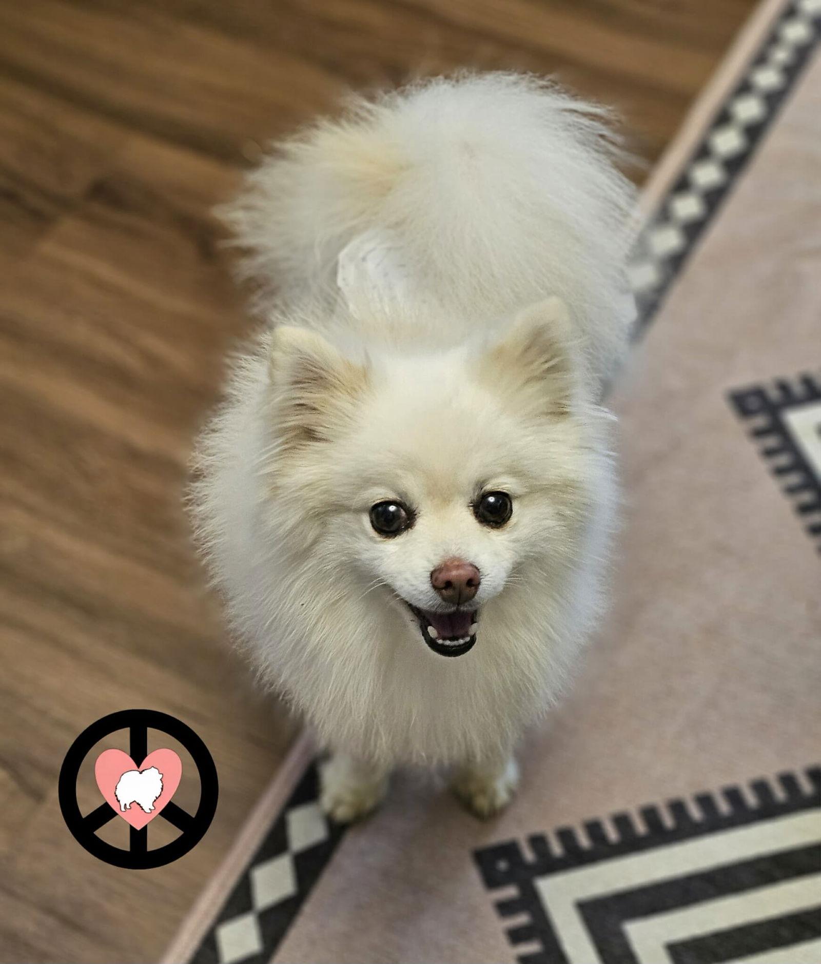 Enlarge Puff, a Adoptable Pomeranian in Lebanon, PA image 1/3