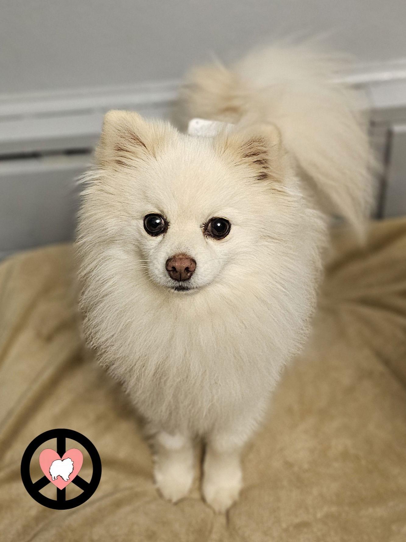 Enlarge Puff, a Adoptable Pomeranian in Lebanon, PA image 2/3