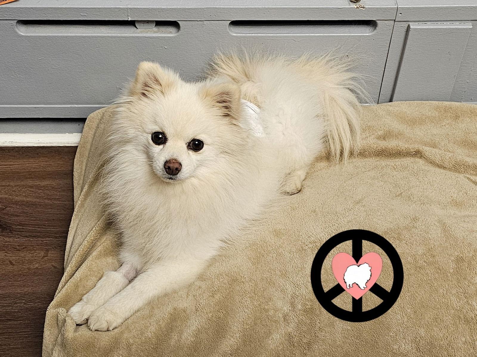 Enlarge Puff, a Adoptable Pomeranian in Lebanon, PA image 3/3