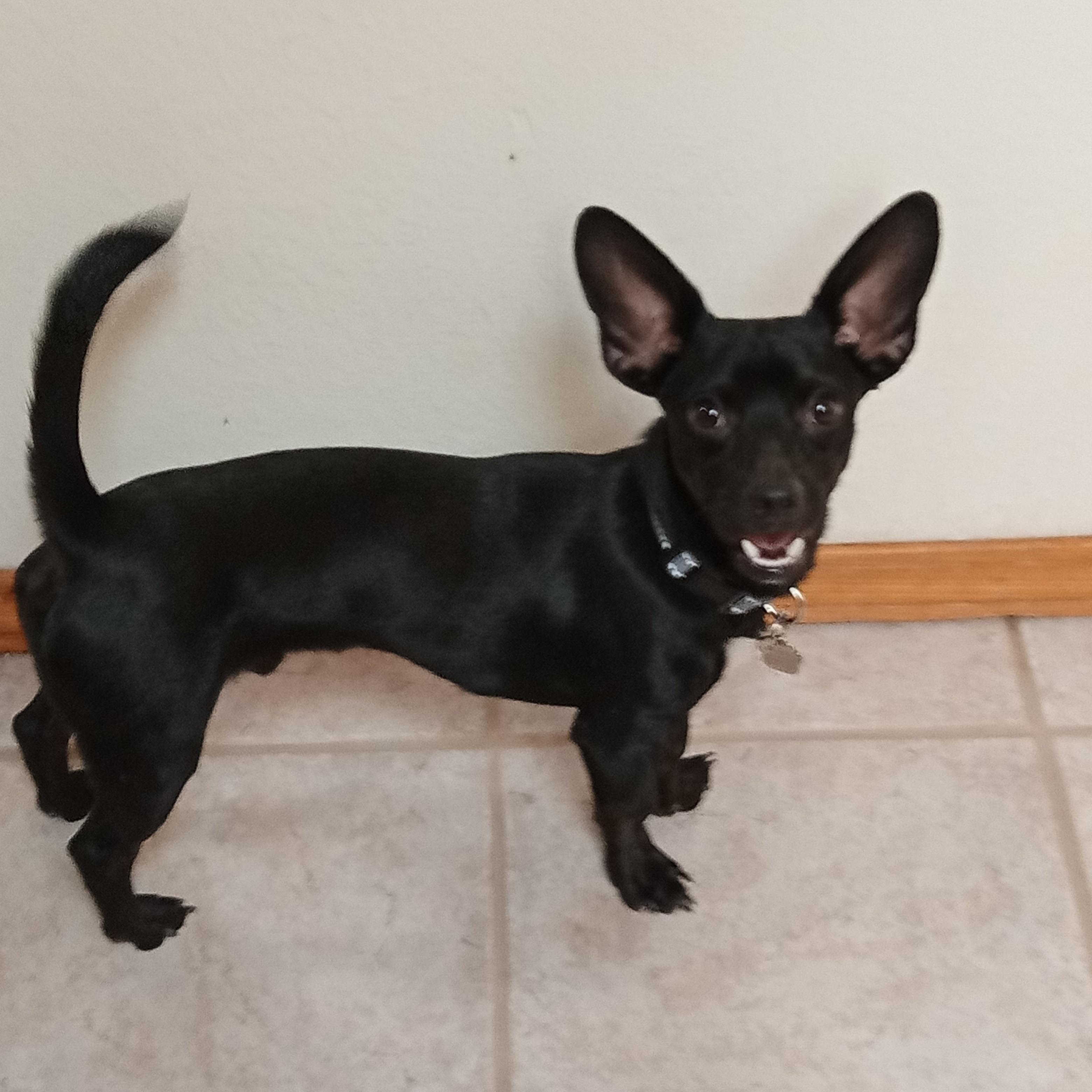 Carl, ADOPTABLE, Adult Male Chihuahua.