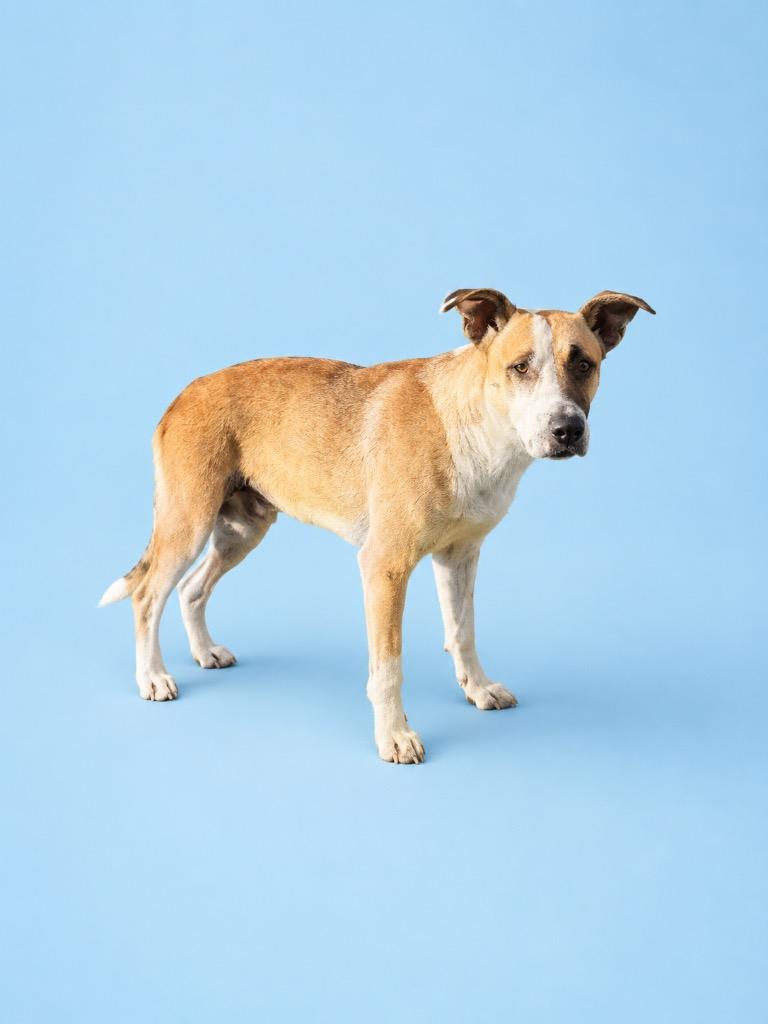 Bear, Adoptable, Adult Male Terrier.