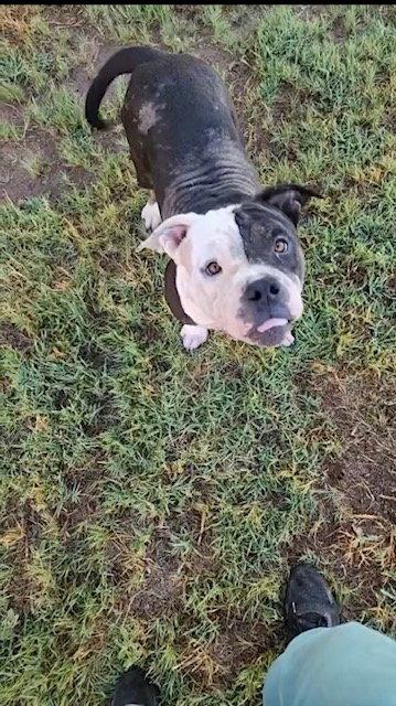 Enlarge Josie  Raven, a Adopted American Bulldog in Midway, UT image 1/1