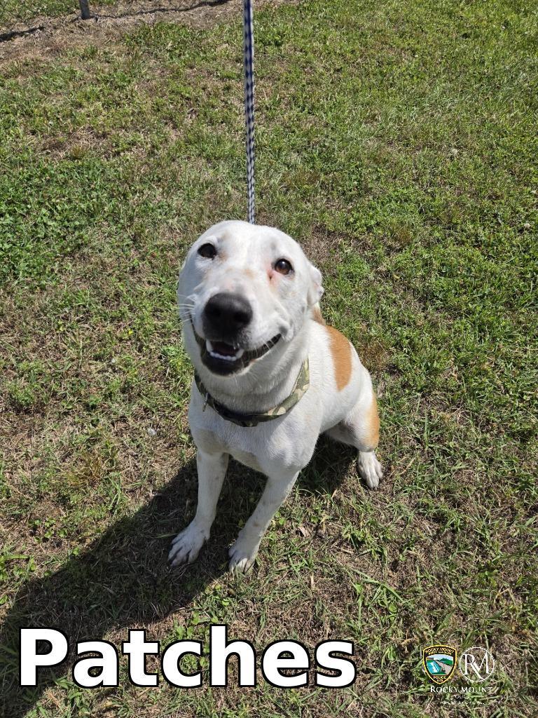 Patches, Adoptable, Adult Female Pit Bull Terrier & Carolina Dog.