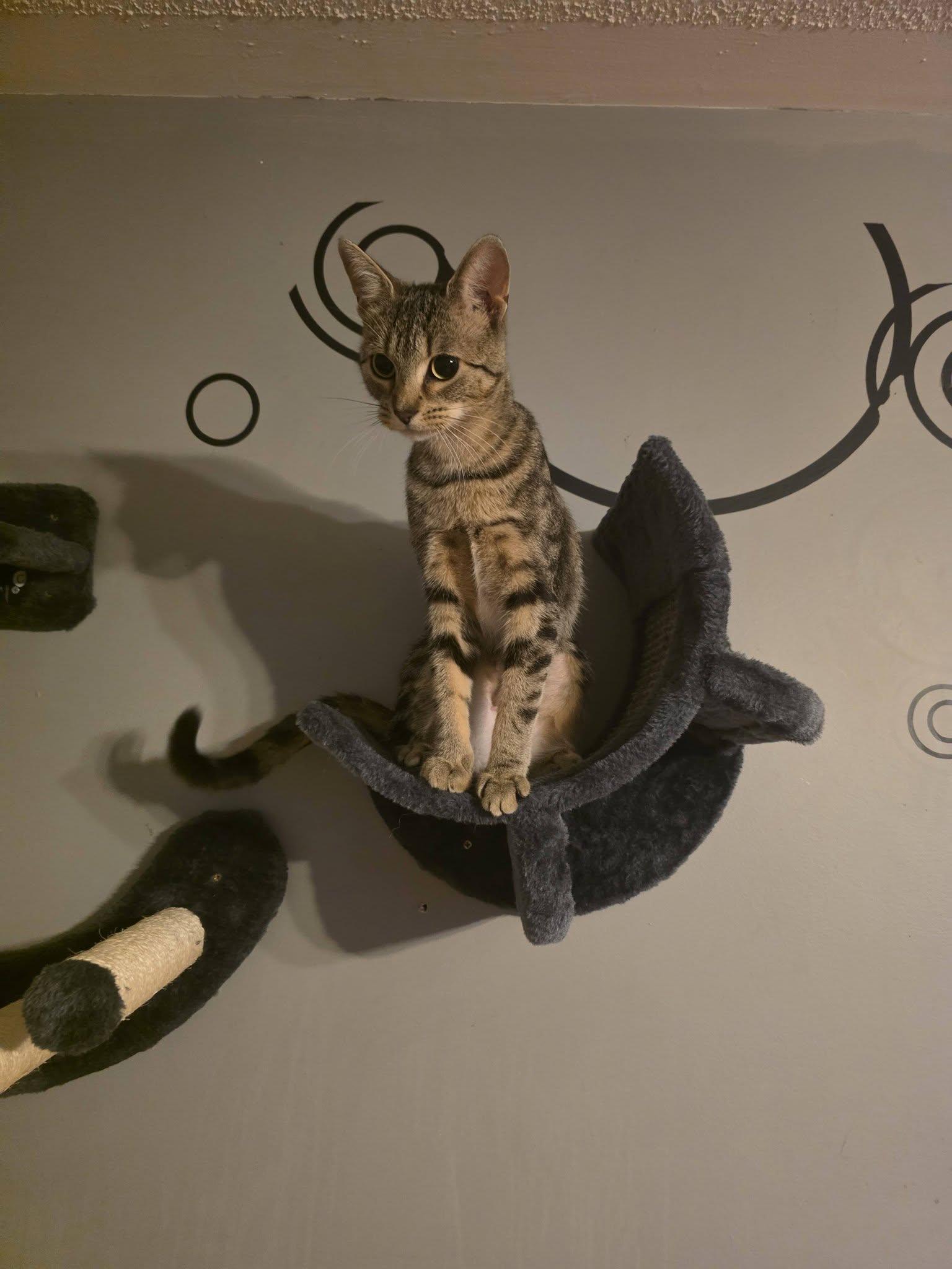 Enlarge Cleo, a Adopted Domestic Short Hair in Spencerville, ON image 3/6