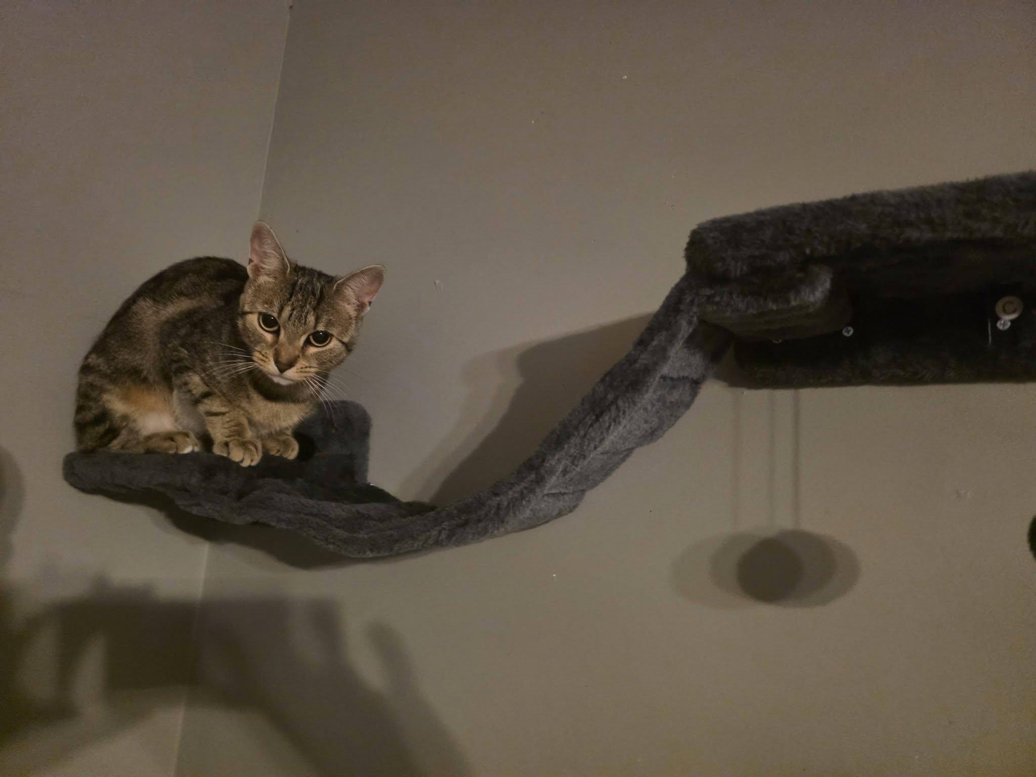Enlarge Cleo, a Adopted Domestic Short Hair in Spencerville, ON image 1/6