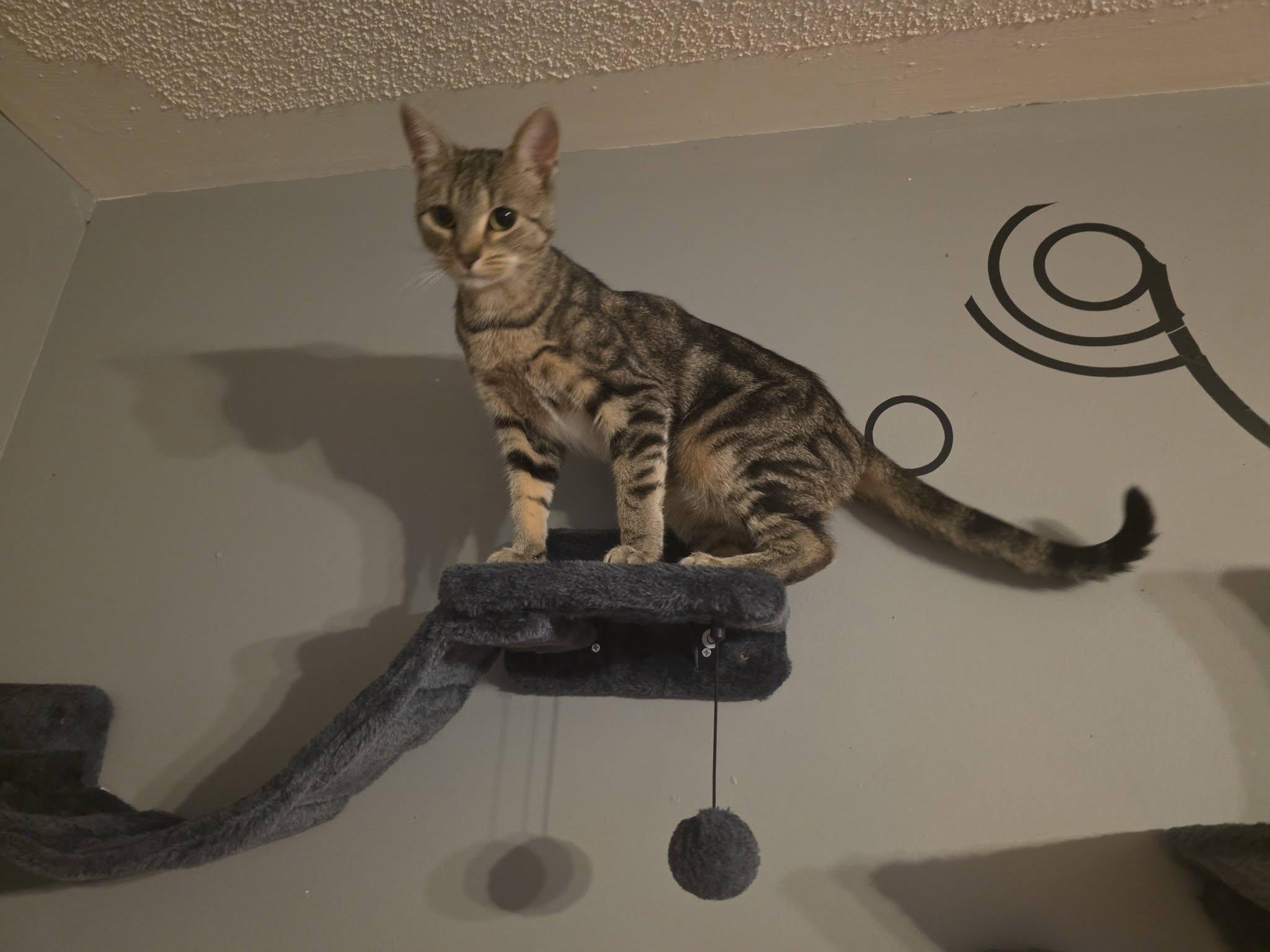 Enlarge Cleo, a Adopted Domestic Short Hair in Spencerville, ON image 2/6