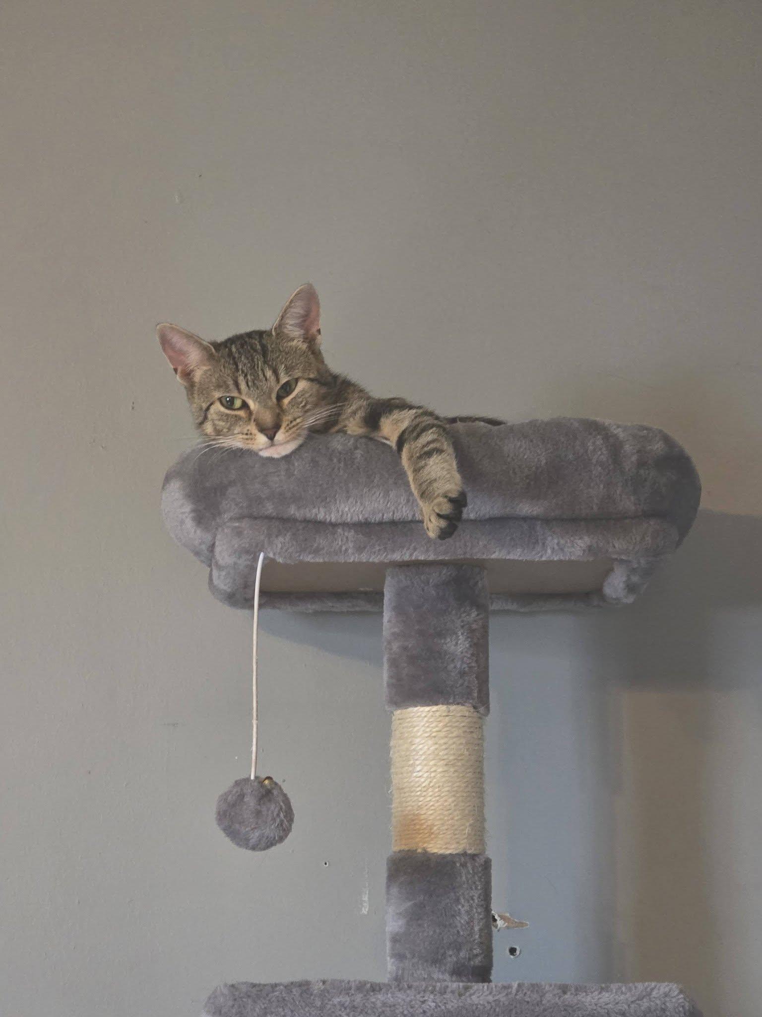 Enlarge Cleo, a Adopted Domestic Short Hair in Spencerville, ON image 4/6