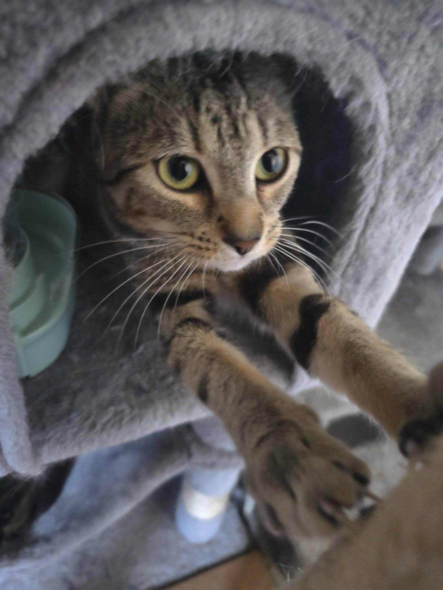 Enlarge Cleo, a Adopted Domestic Short Hair in Spencerville, ON image 6/6