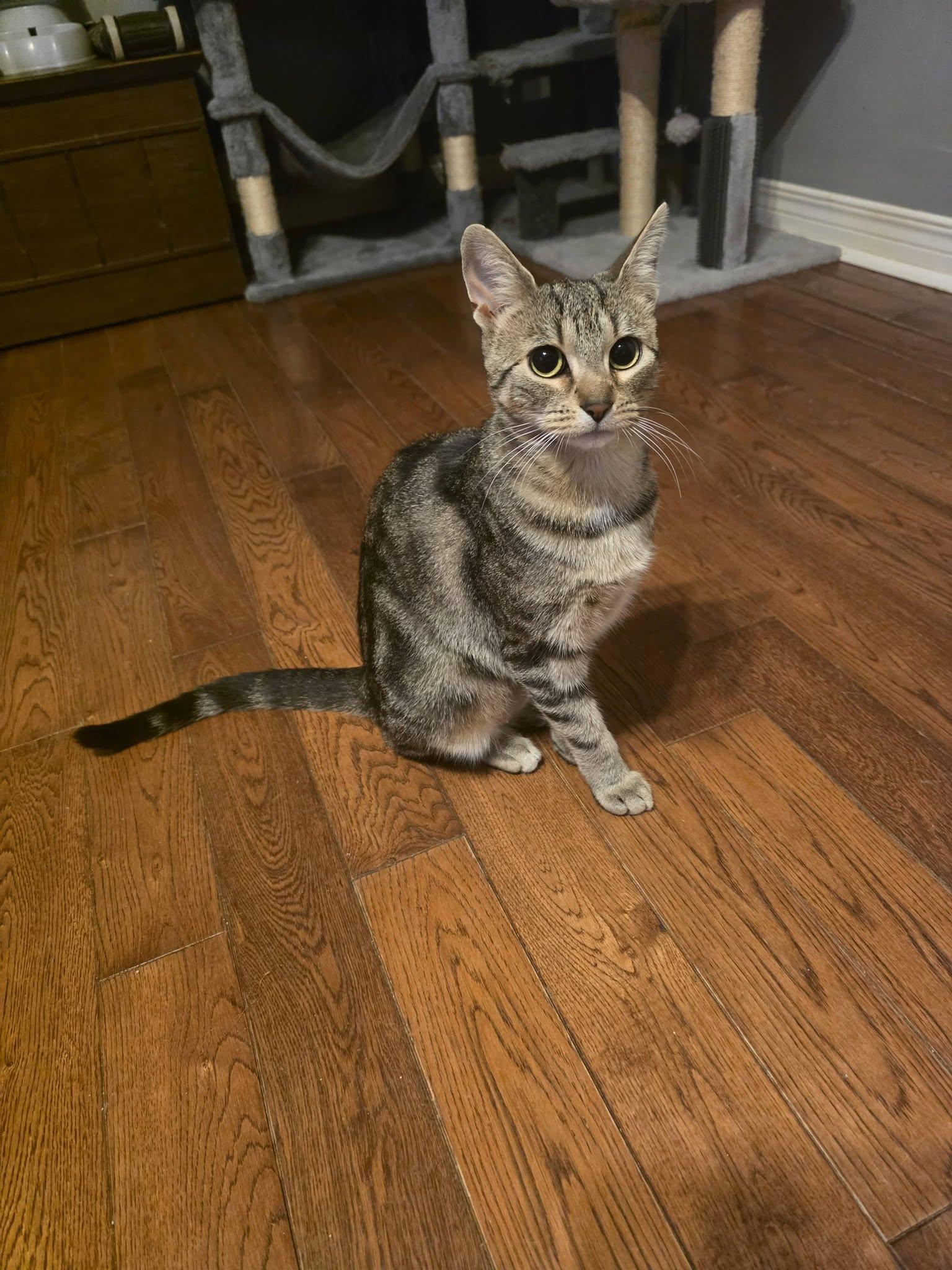 Enlarge Cleo, a Adopted Domestic Short Hair in Spencerville, ON image 5/6