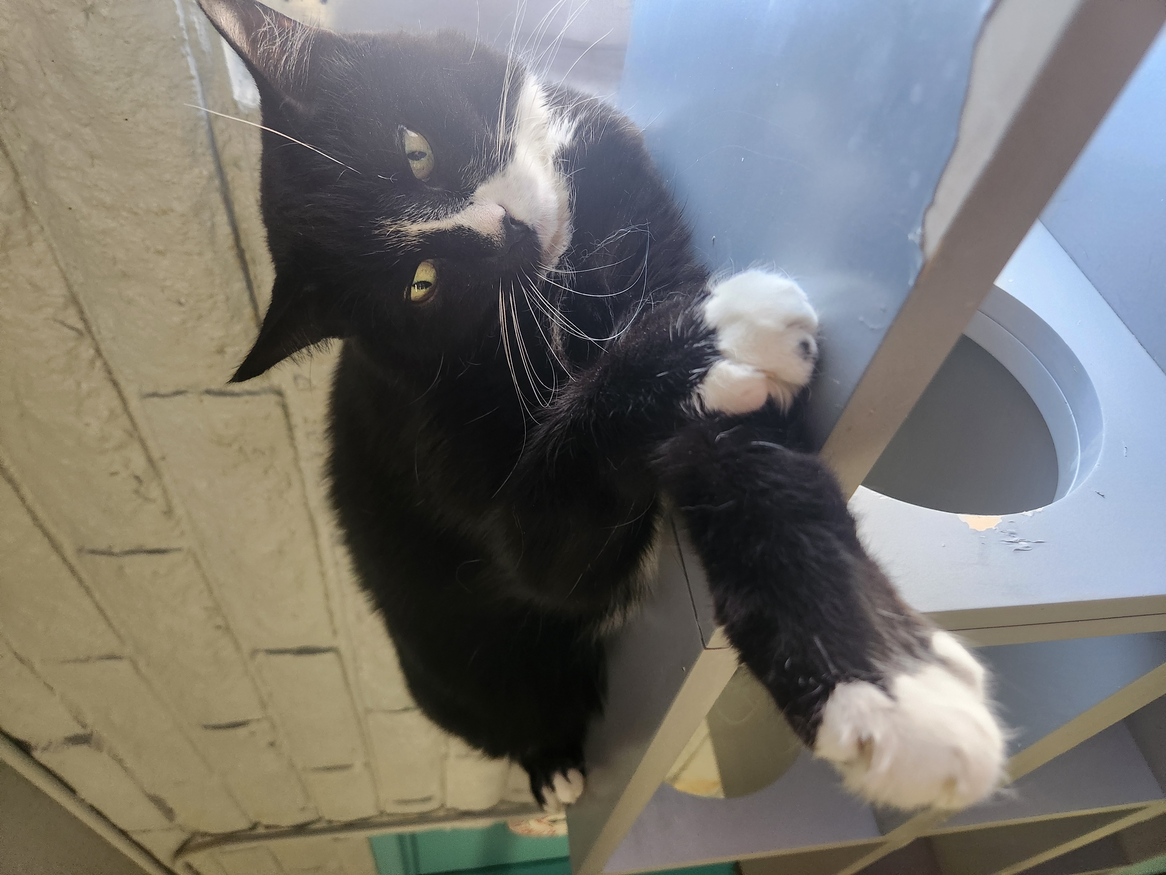 Enlarge Frankie, an adoptable Domestic Short Hair in Phoenix, AZ image 3/4