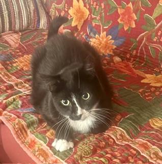Enlarge Frankie, an adoptable Domestic Short Hair in Phoenix, AZ image 1/4