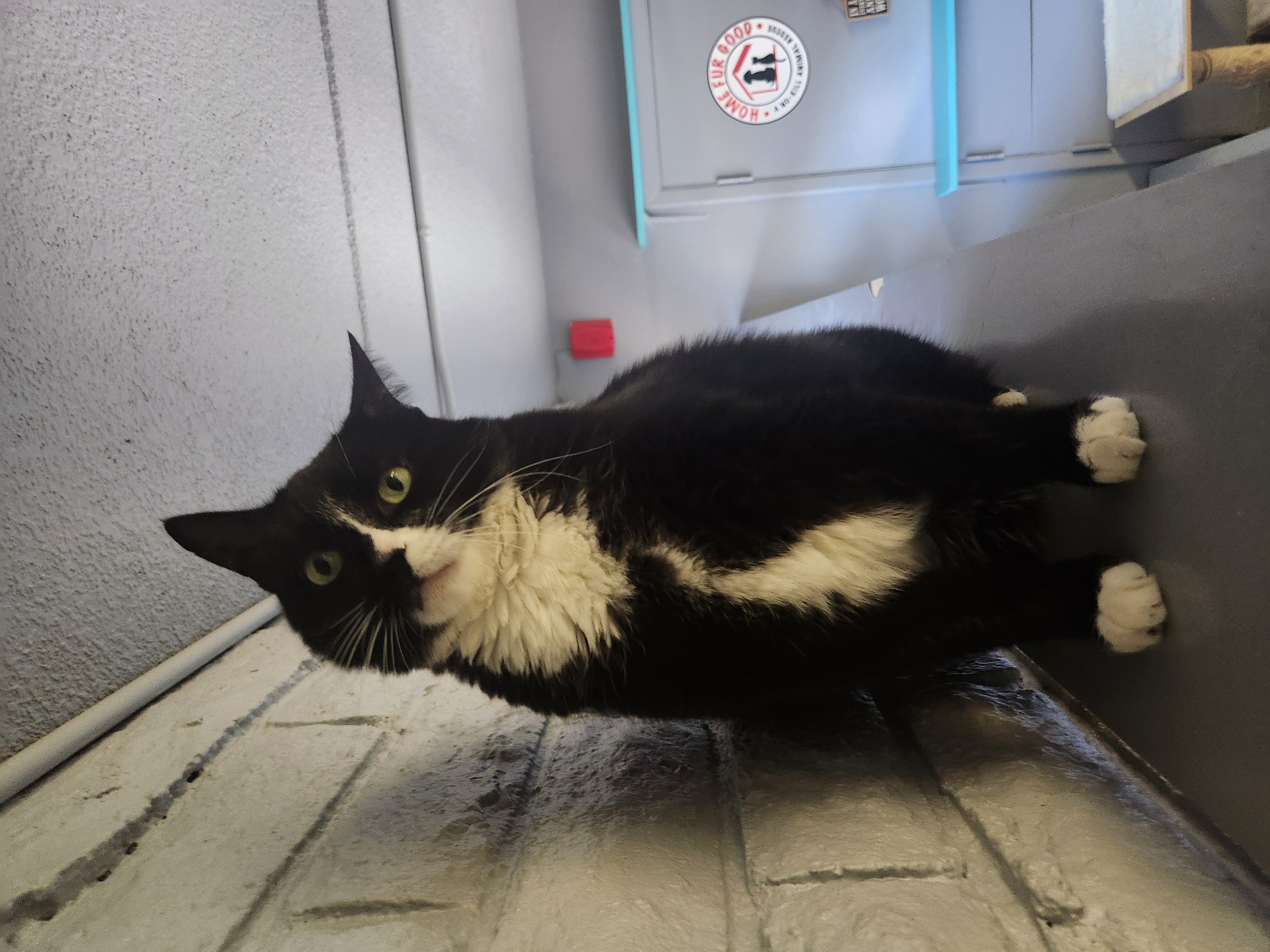Enlarge Frankie, an adoptable Domestic Short Hair in Phoenix, AZ image 2/4