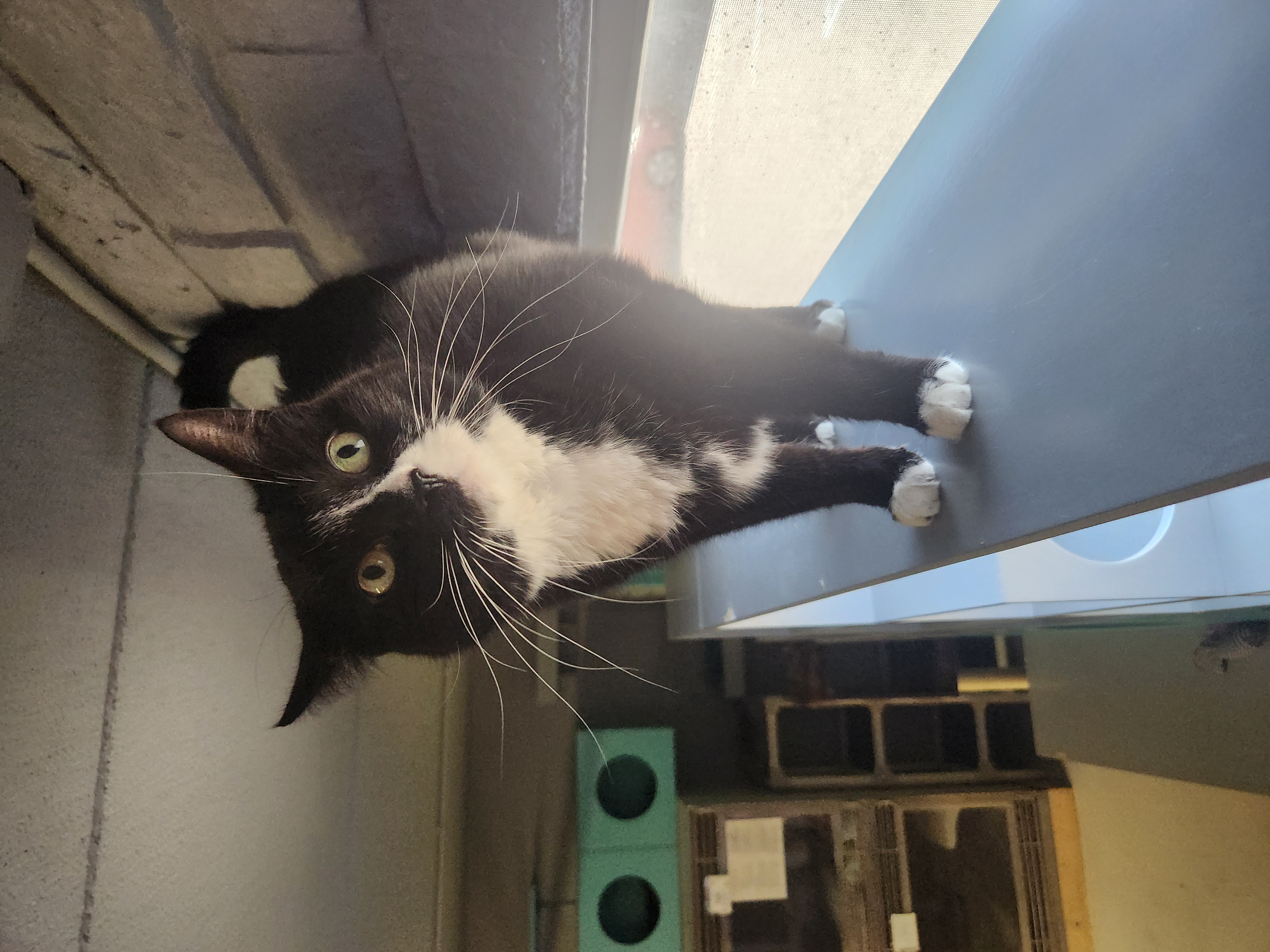 Enlarge Frankie, an adoptable Domestic Short Hair in Phoenix, AZ image 4/4
