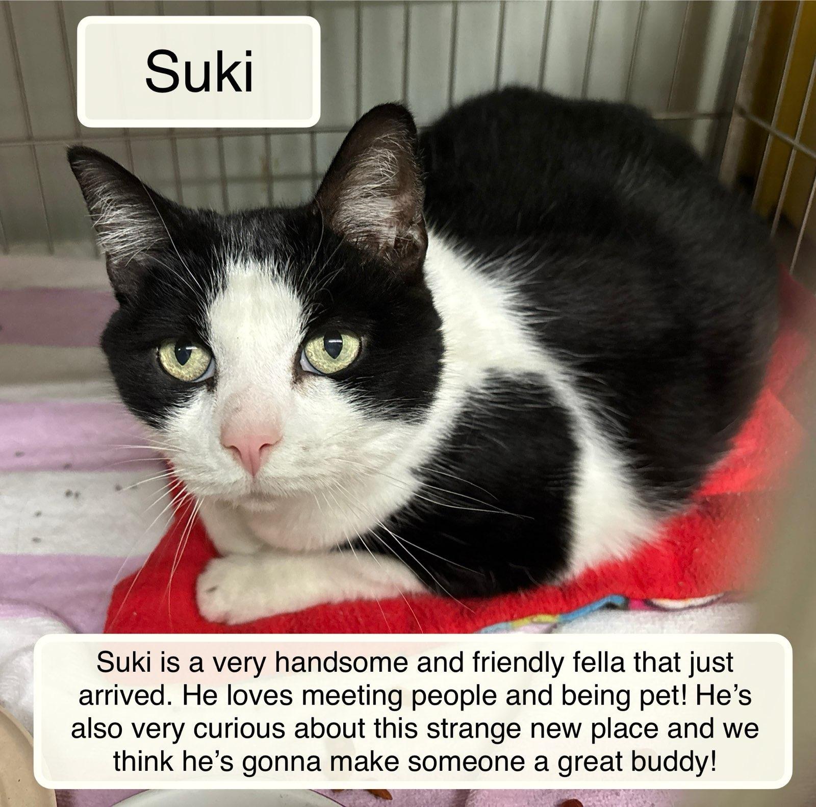 Suki at Luna Cat Collective, Adoptable, Adult Female Domestic Short Hair.
