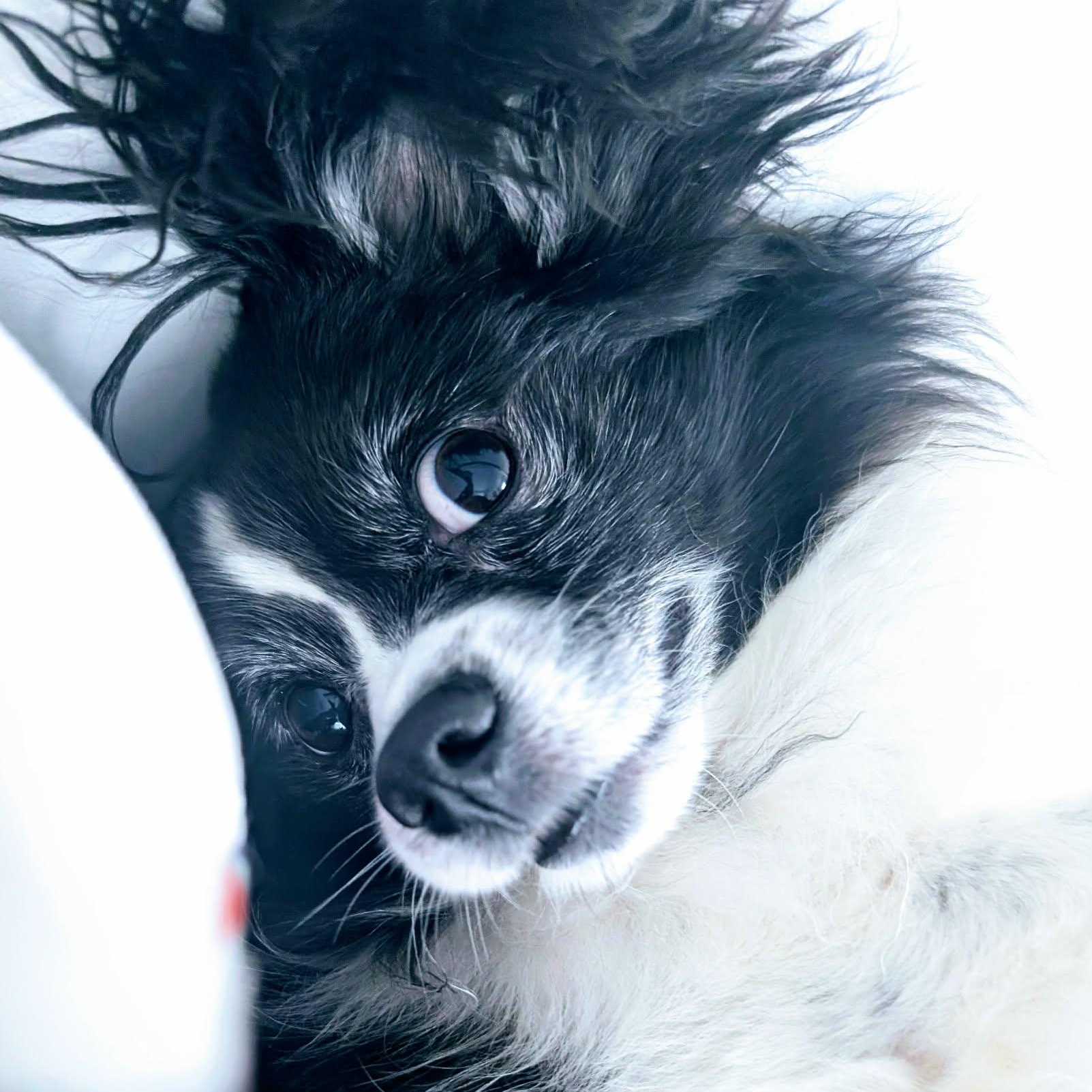 Kouja, a Adoptable mixed breed in Barrie, ON image 1/6