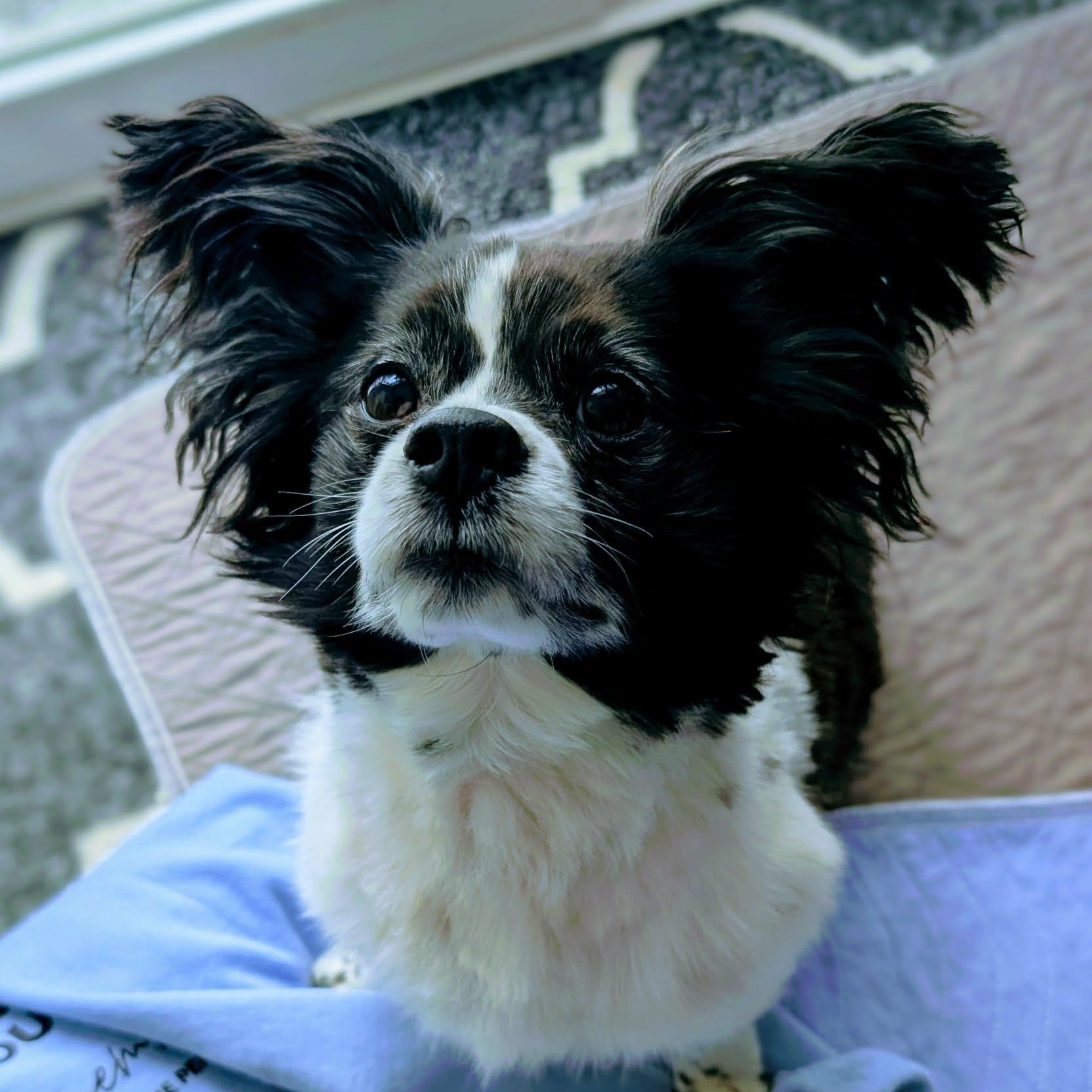 Kouja, a Adoptable mixed breed in Barrie, ON image 2/6