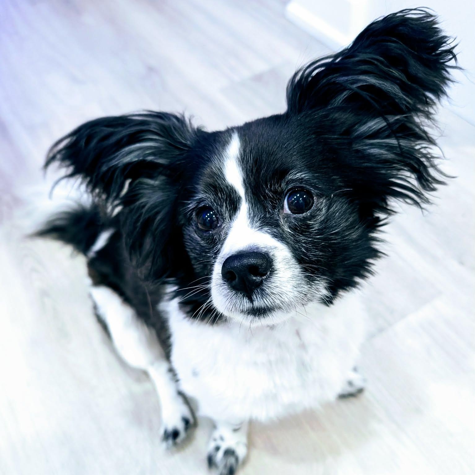 Kouja, a Adoptable mixed breed in Barrie, ON image 3/6