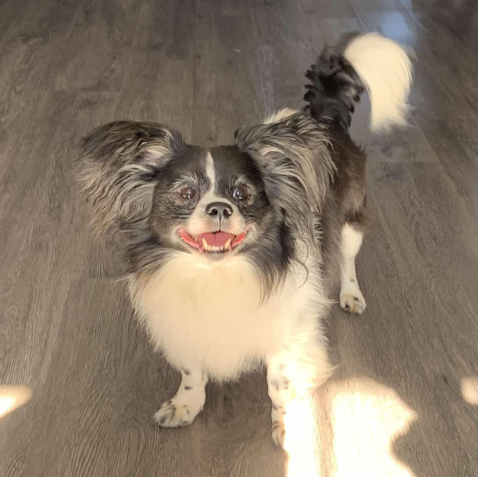 Kouja, Adoptable, Adult Male Papillon.