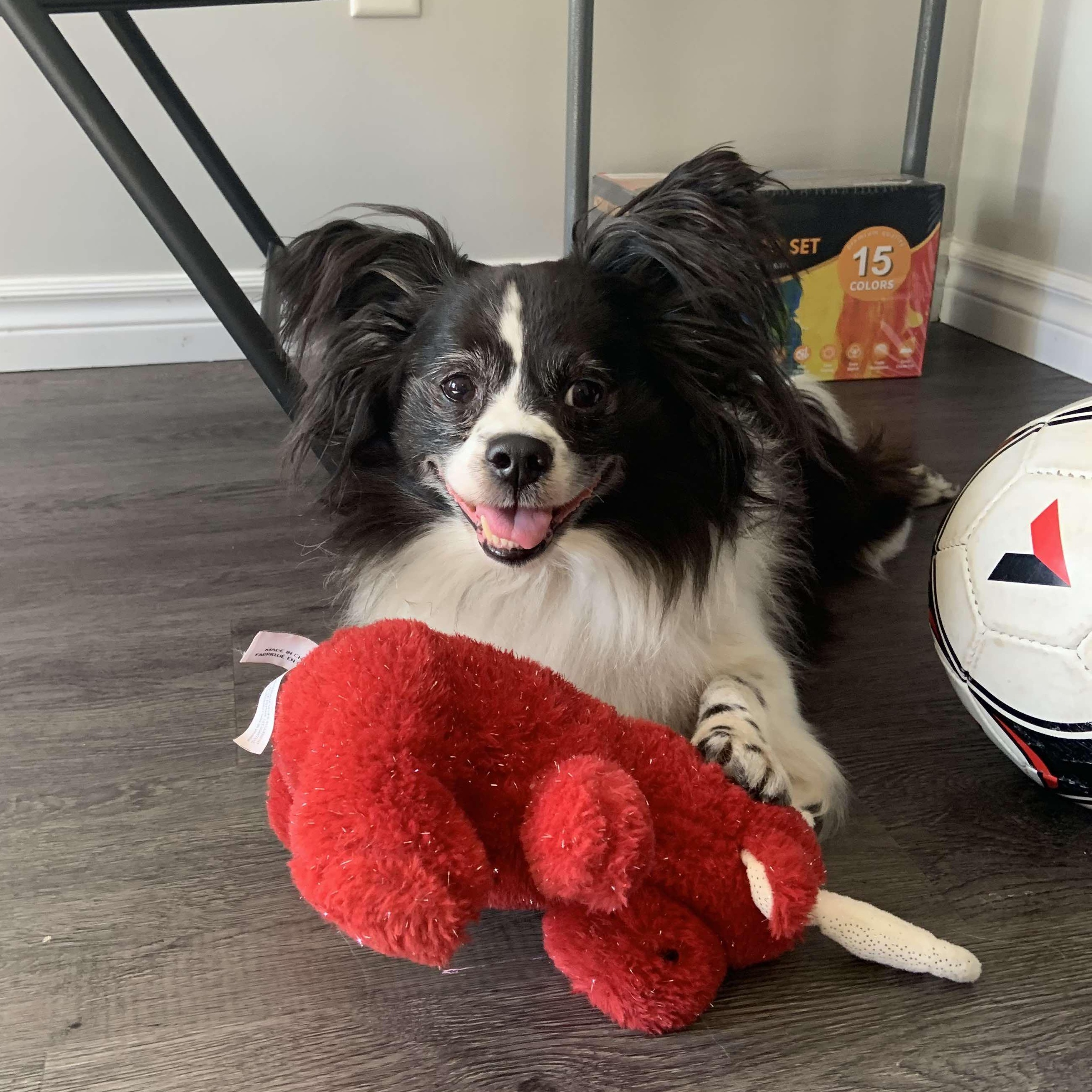 Kouja, a Adoptable mixed breed in Barrie, ON image 6/6