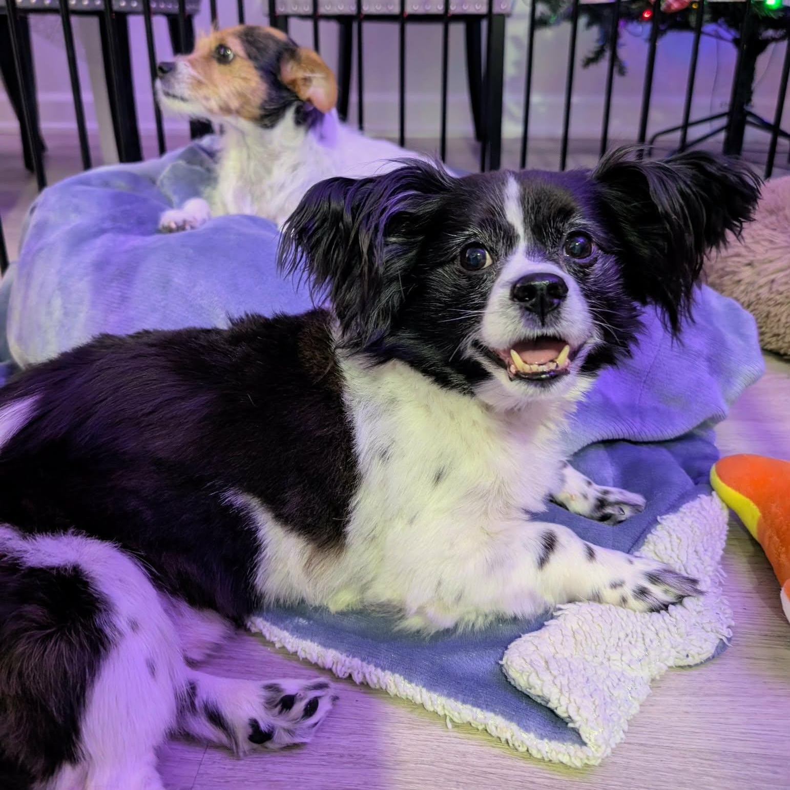 Kouja, a Adoptable mixed breed in Barrie, ON image 4/6