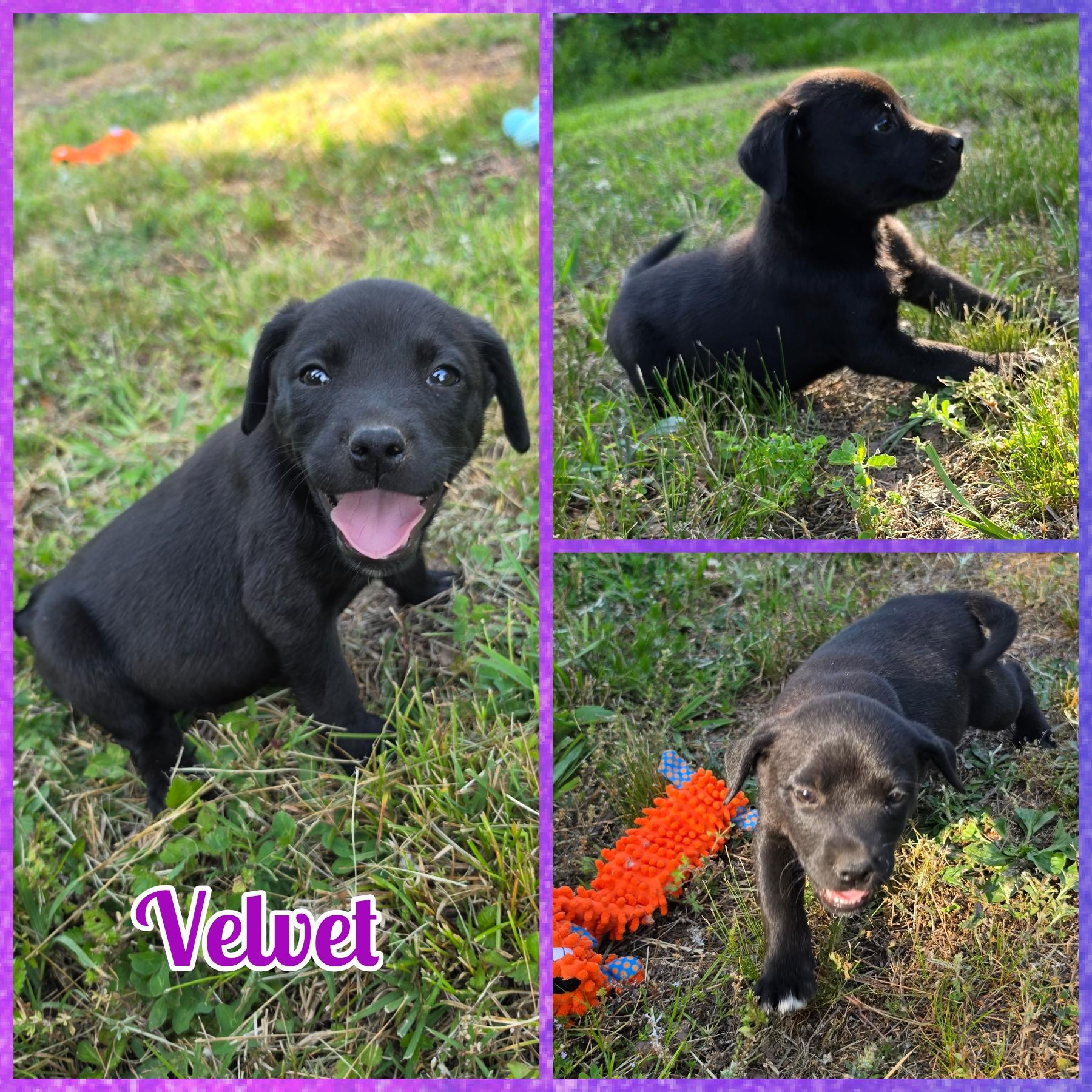 Enlarge Velvet, a ADOPTABLE mixed breed in Blacksburg, SC image 1/1