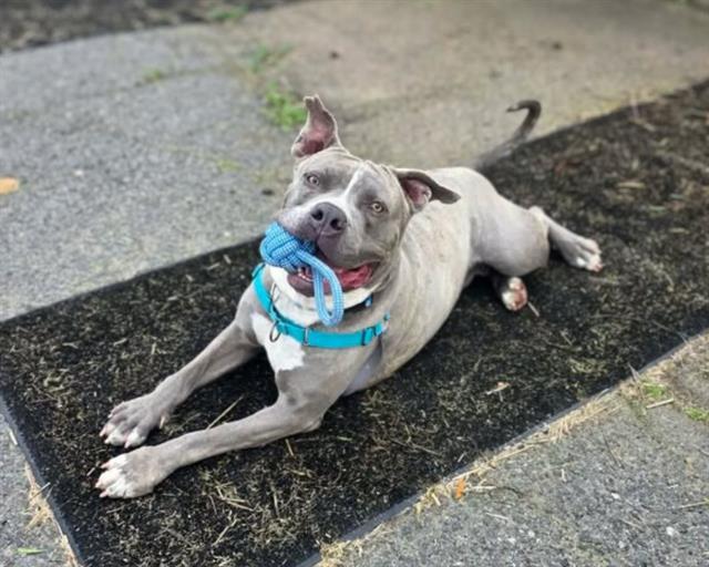 Enlarge BLUEY, a Adoptable Pit Bull Terrier in Chula Vista, CA image 1/1