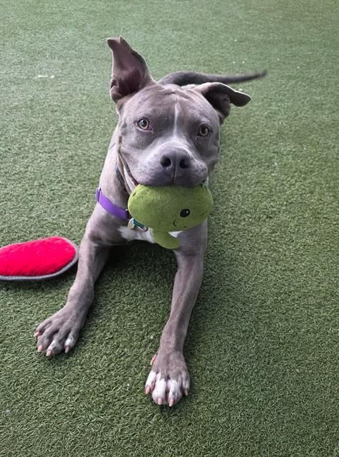 Enlarge BLUEY, a Adoptable Pit Bull Terrier in Chula Vista, CA image 1/1