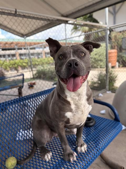 Enlarge BLUEY, a Adoptable Pit Bull Terrier in Chula Vista, CA image 1/1