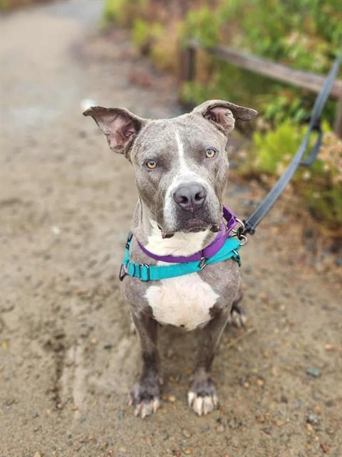 BLUEY, Adoptable, Adult Female Pit Bull Terrier.