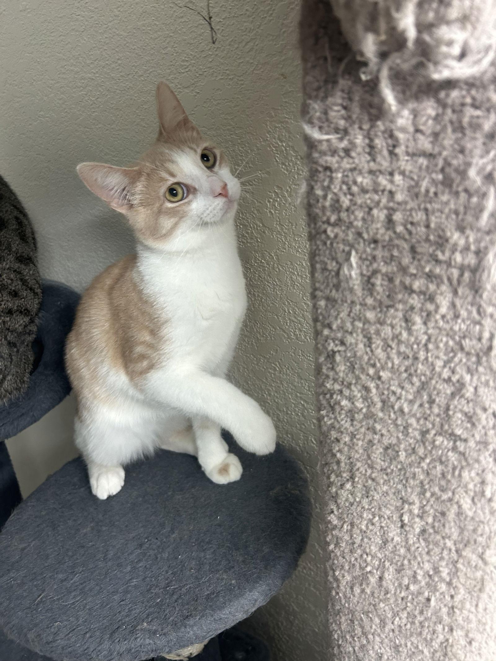 Enlarge Creamy, a Adoptable mixed breed in Campbell, CA image 1/3