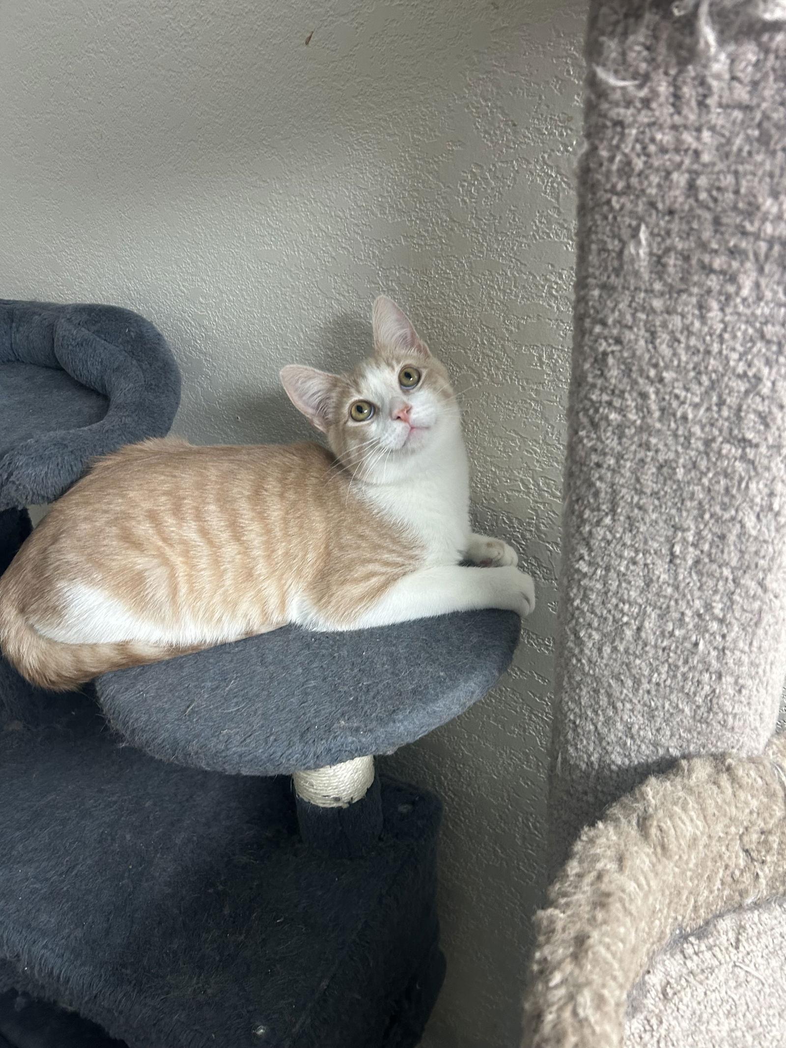 Enlarge Creamy, a Adoptable mixed breed in Campbell, CA image 2/3