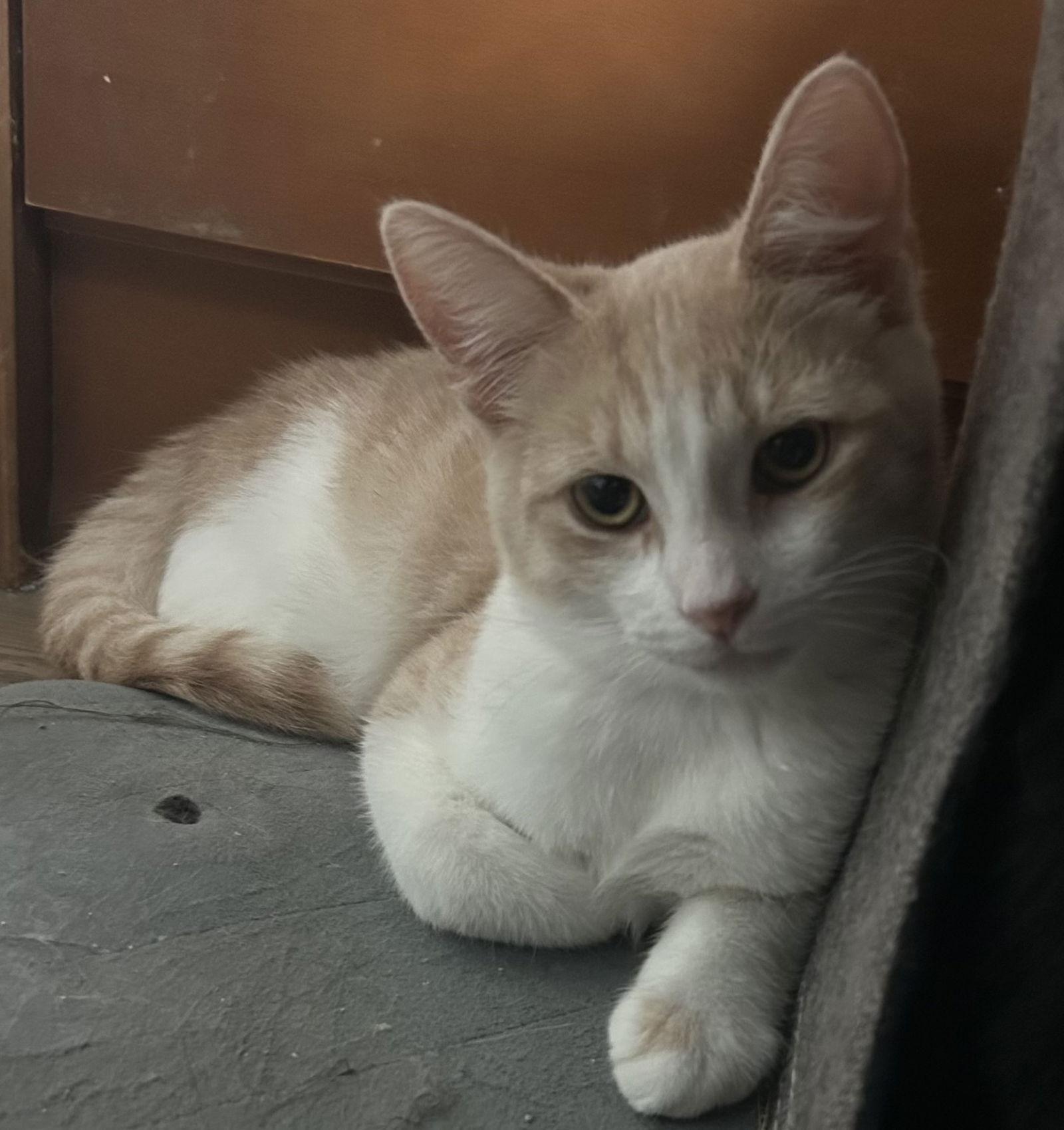 Enlarge Creamy, a Adoptable mixed breed in Campbell, CA image 3/3