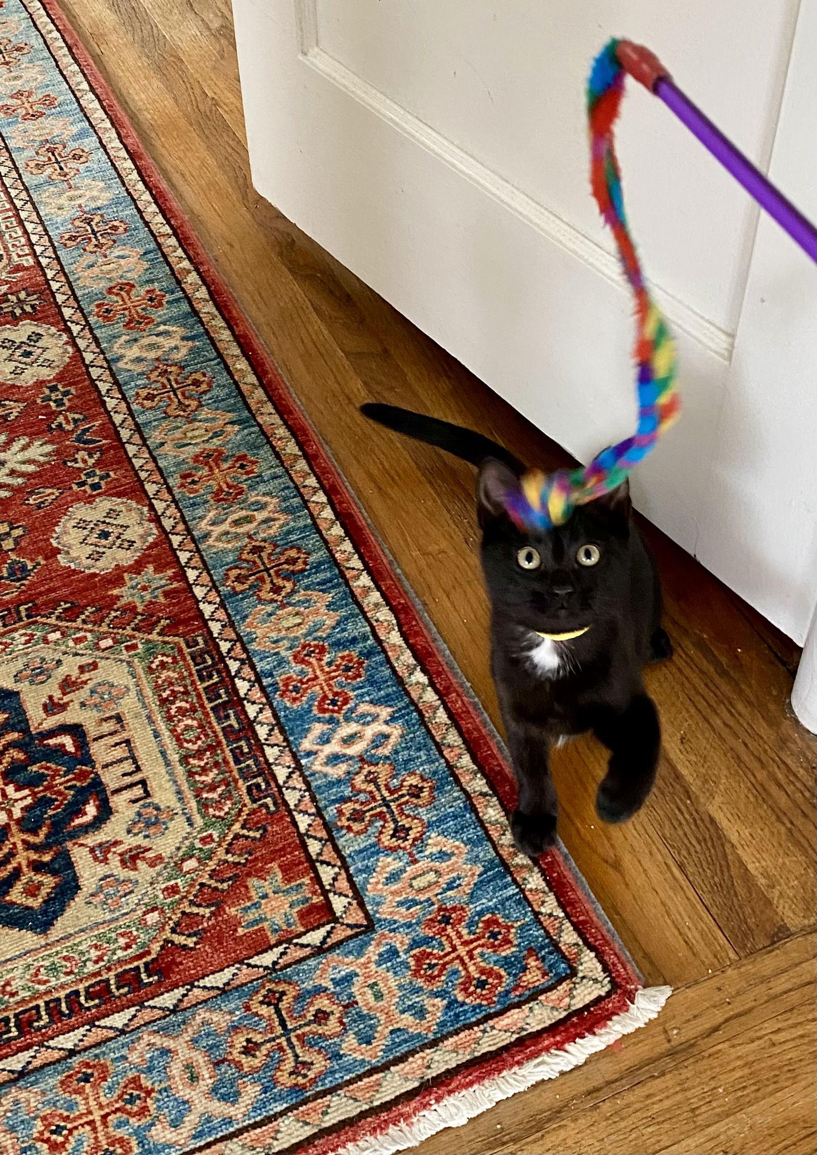 Enlarge Zebrina, a Adoptable Domestic Short Hair in Berkeley, CA image 1/1