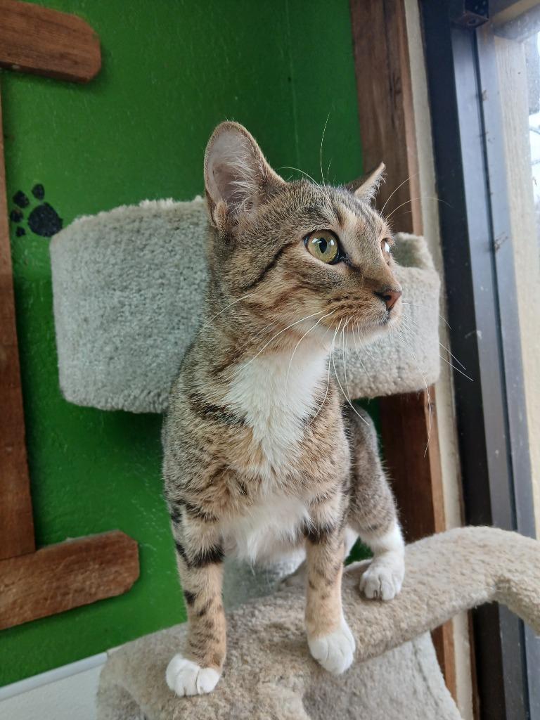 Enlarge Gwen, a Adoptable mixed breed in Fort Worth, TX image 1/1