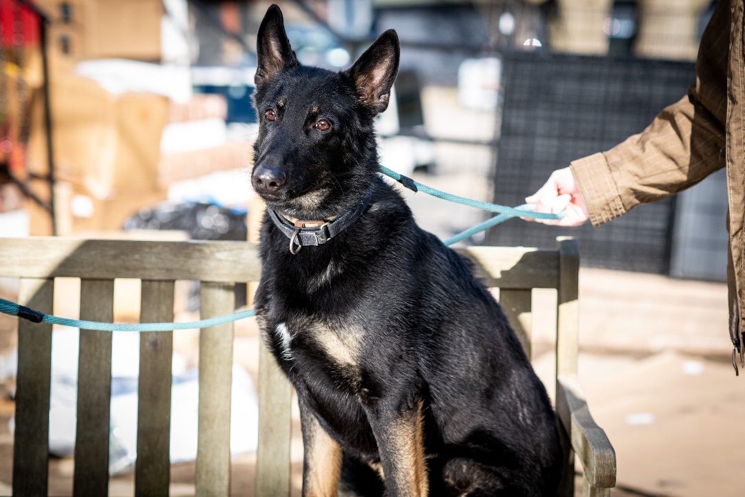 Shadow, a Adoptable German Shepherd Dog in Bedford, NY image 1/12