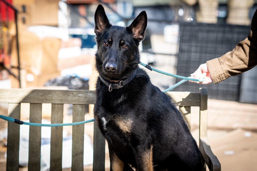Shadow, a Adoptable German Shepherd Dog in Bedford, NY image 3/12