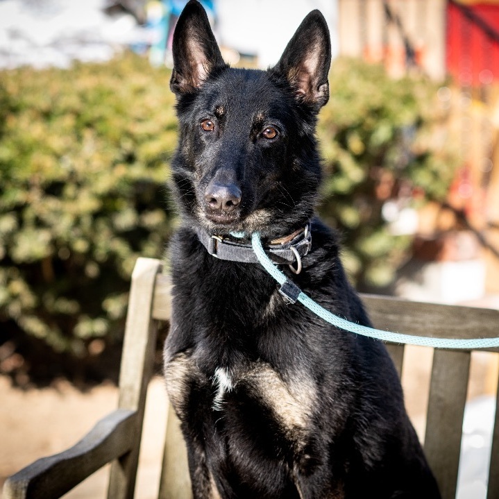 Shadow, a Adoptable German Shepherd Dog in Bedford, NY image 4/12