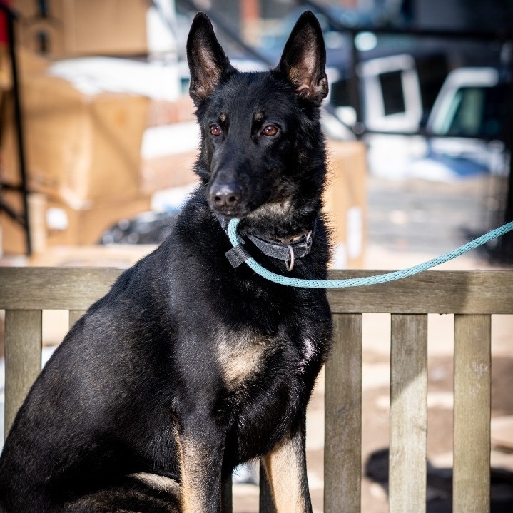 Shadow, a Adoptable German Shepherd Dog in Bedford, NY image 5/12